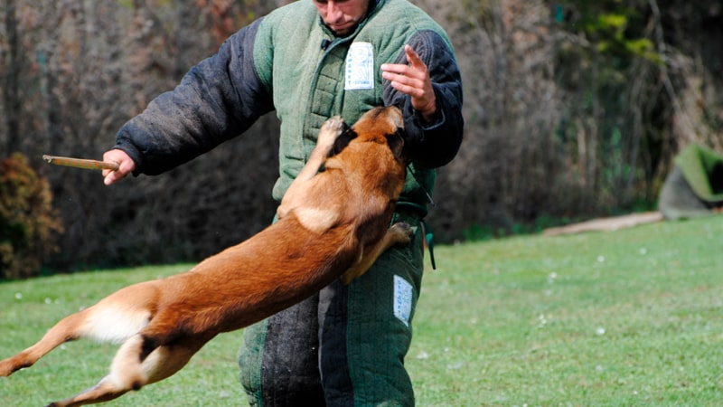 Qué es el deporte canino Mondioring 1 Ejercicio de defensa en Mondioring