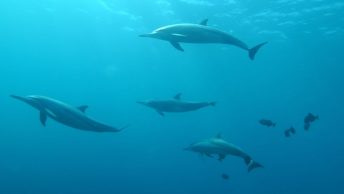 Delfines preparándose para cazar