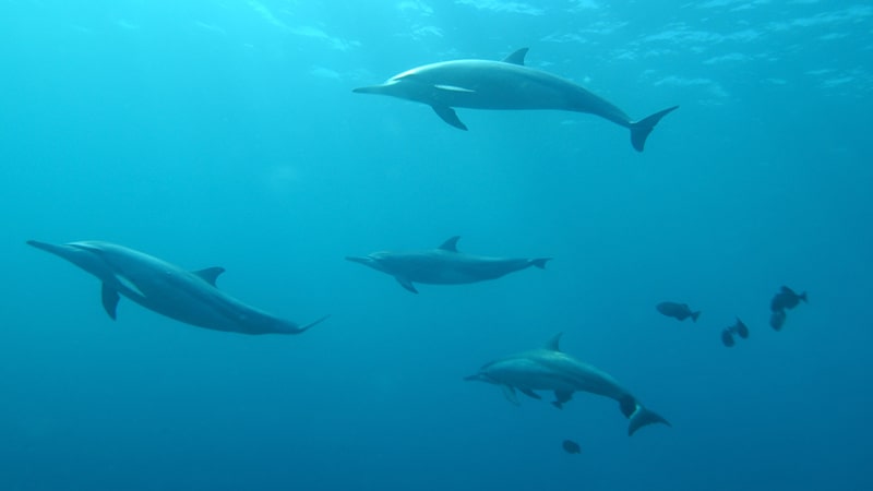 Delfines preparándose para cazar