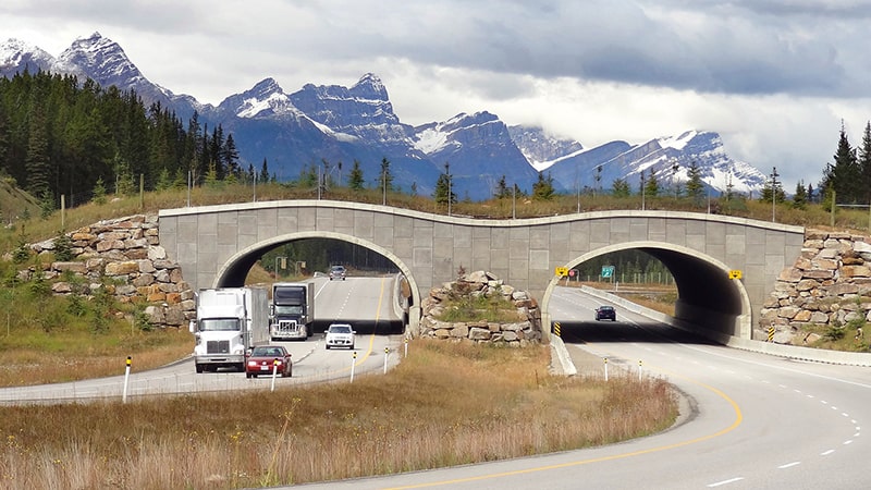 Paso de fauna en una carretera de Canadá