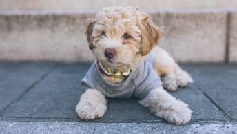 Perro con abrigo sentado en el suelo