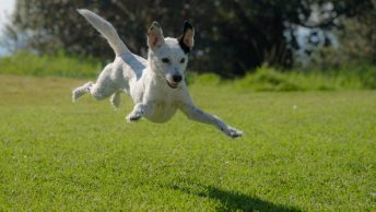 Perro saltando