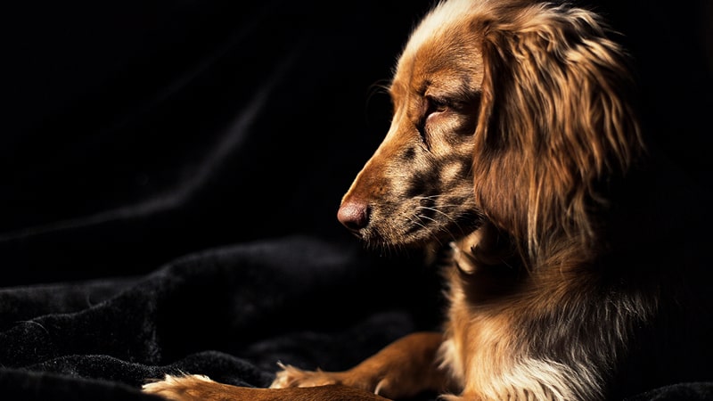El corte de pelo del Cocker spaniel inglés 1 Cocker spaniel sentado