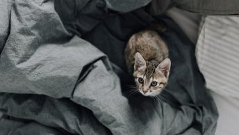 Gato sobre un colchón