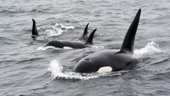 Orcas nadando en el océano