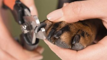 Corte de uñas en un perro