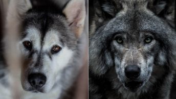 Comparativa lobo vs perro