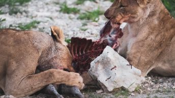 Leones comiendo una presa