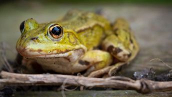 Rana con ranavirus