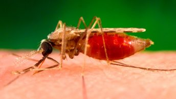 Mosquito de la leishmania