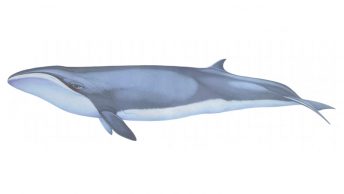 Dibujo de una ballena pigmea