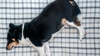 Perro gordo con hipertiroidismo