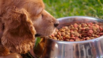 Perro rechaza comida de extraños
