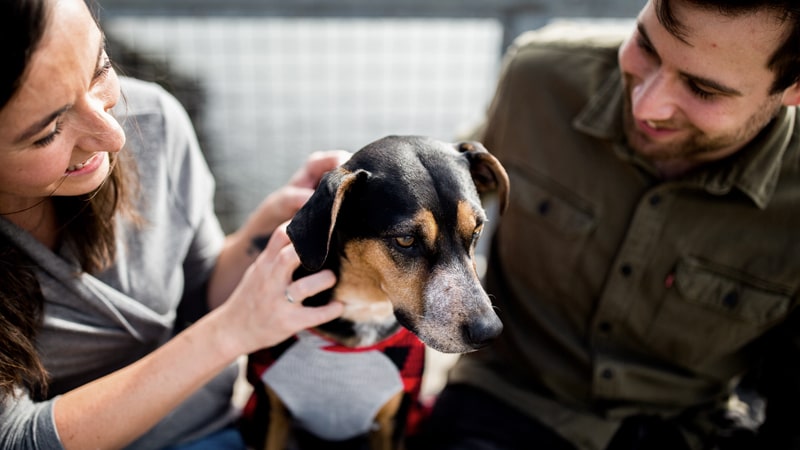 ¿Salvarías a tu mascota o a un desconocido? 1 Pareja con un perro