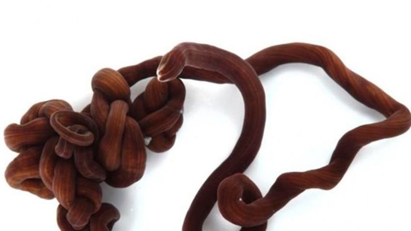 Gusano cordón de bota