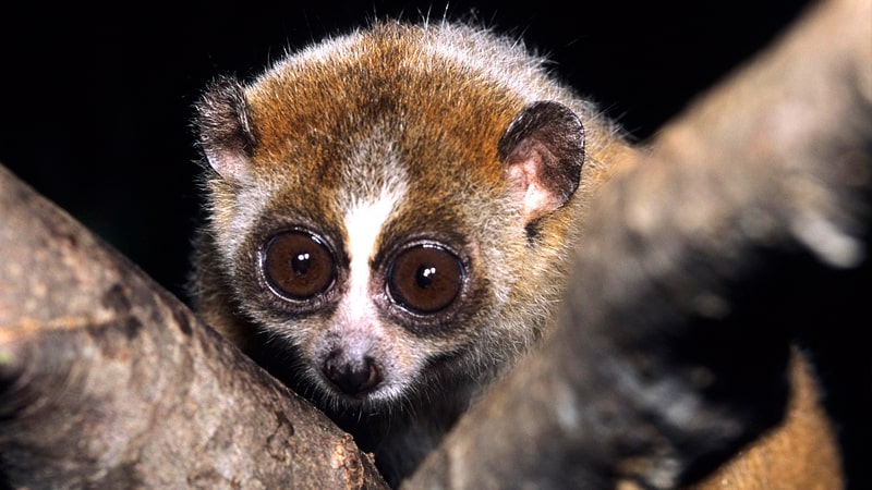 Loris Pigmeo, el primate venenoso 1 El primate venenoso Loris Pigmeo