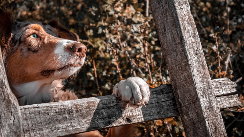 Perro apoyado con la pata izquierda