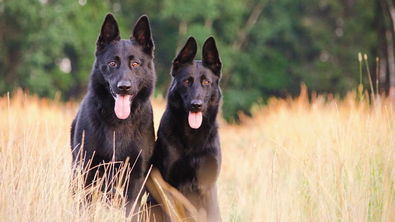 Dos perros miran al frente en un campo