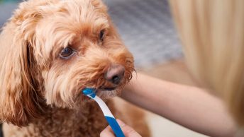 Limpiando los dientes a un perro