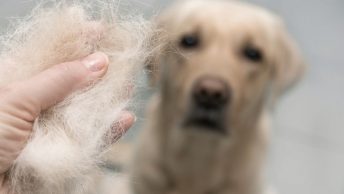 Perro al que se le cae el pelo