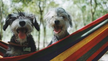 Dos perros Shih Tzu con calor