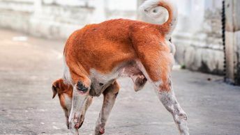 Perro con la pata amputada