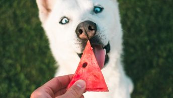 Perro comiendo sandía