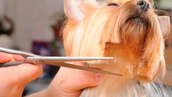 Corte con tijeras de peluquería canina