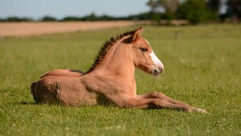 Caballo sentado en el suelo