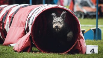 Perro en una prueba Agility