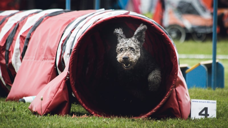 Perro en una prueba Agility