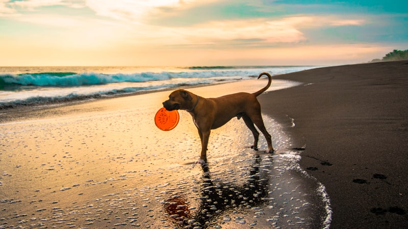 Perro jugando en la playa