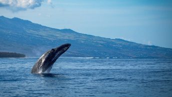 Avistamiento de ballena cerca de la costa