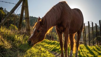 Caballo comiendo pasto