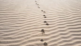 Huellas de perro sobre la arena