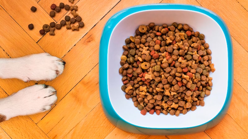 ¿Por qué la comida para perros tiene colorante? 1 Pienso con colorante para perros