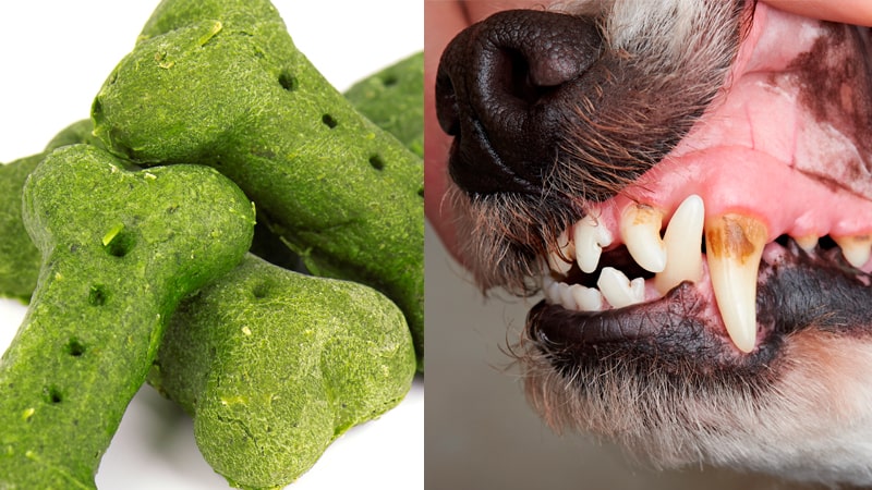 Galletas de algas para la higiene bucal de los perros