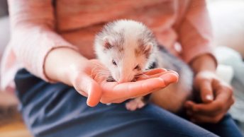 Alimentos que no puede comer el hurón