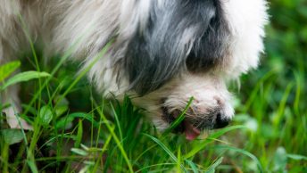 Perro comiendo hierba