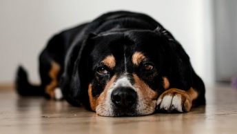 Perro mayor con artritis