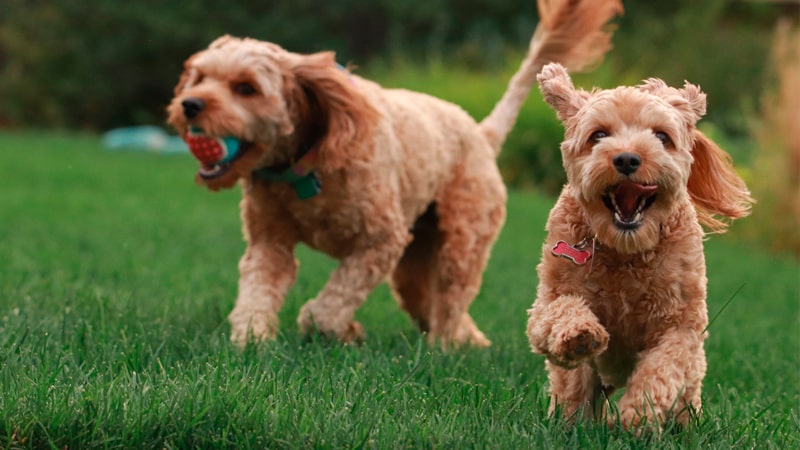 Ocho razas de perros con mucha energía 1 Perros jugando con una pelota