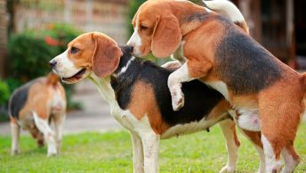 Dos perros montando