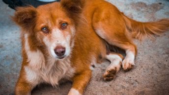 Perro cansado con artrosis