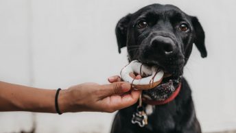 Perro comiendo una rosquilla