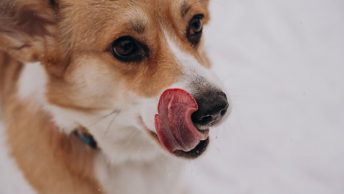 Perro se lame el hocico
