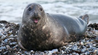 Foca descansa en la playa