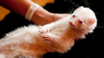 Hurón blanco en la peluquería