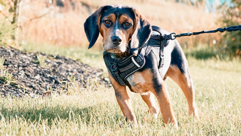 Perro paseando por donde hay garrapatas