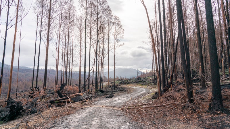 Bosque deforestado