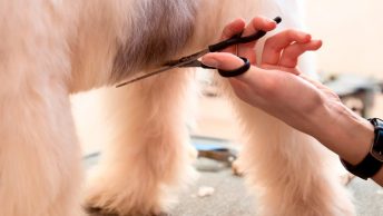 Corte de pelo a un perro